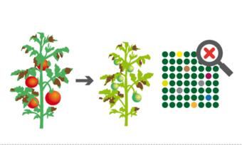 Von Kreuzung bis Genome Editing: Verfahren der Pflanzenzüchtung