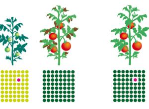 Züchtungsverfahren Schema