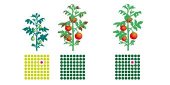 Züchtungsverfahren Schema Züchtungsverfahren Schema