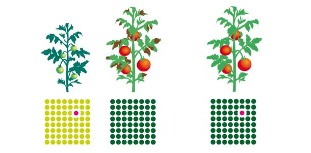 Züchtungsverfahren Schema