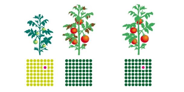 Züchtungsverfahren Schema