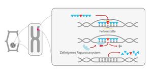 ODM Olegonukleotid gerichtete Mutation ODM Olegonukleotid gerichtete Mutation