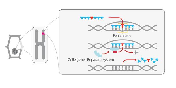 ODM Olegonukleotid gerichtete Mutation