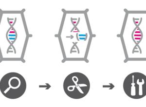 Genome Editing Grundschema 2
