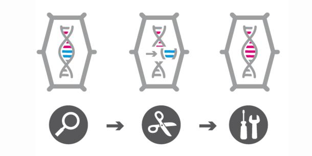 Genome Editing Grundschema 2 Genome Editing Grundschema 2
