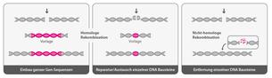 Genome editing Rekombination Genome editing Rekombination