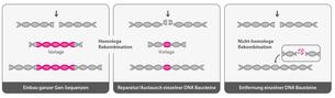 Genome editing Rekombination Genome editing Rekombination