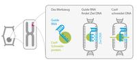 CRISPR Cas9