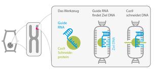 CRISPR Cas9 CRISPR Cas9