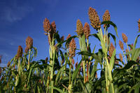 Hirse, Sorghum Hirse, Sorghum