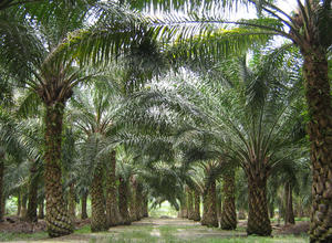 Ölpalm-Plantage in Malaysia
