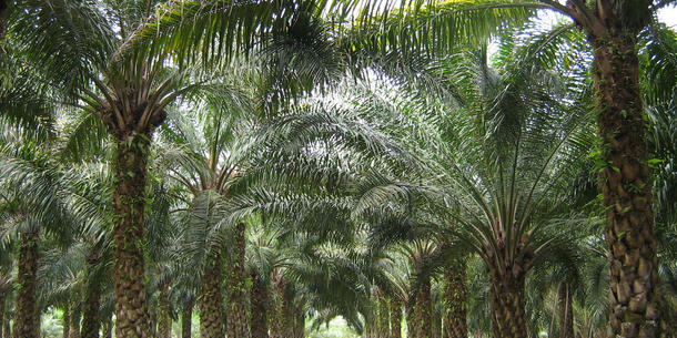 Ölpalm-Plantage in Malaysia