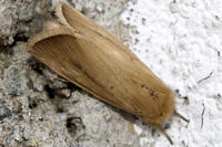 Eulenfalter, Sesamia nonagrioides Eulenfalter, Sesamia nonagrioides