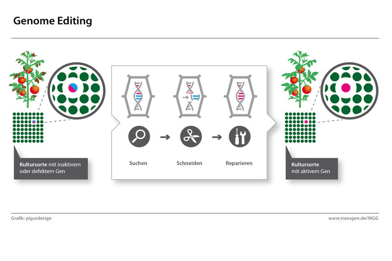 Von Kreuzen bis Genome Editing: Die Verfahren der Pflanzenzüchtung im  Überblick - Forschung 