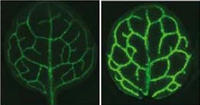 Fotosyntheseforschung: Größere Bündelscheide bei Arabidopsis-Mutante