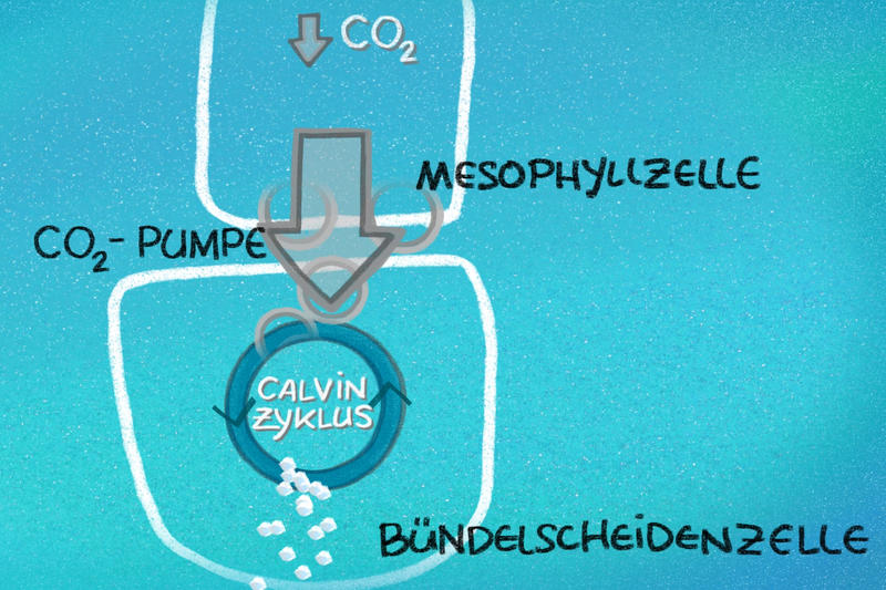 C4 Pflanzen Photosynthese Einfach Erklärt ordersense ocoffeemakers