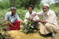 Aubergine: Anbau in Bangladesch Aubergine: Anbau in Bangladesch