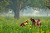 Senf Indien Senf Indien