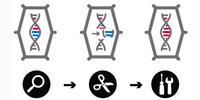 GE Schema GE Schema