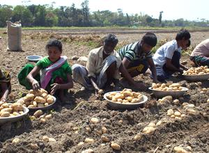 Kartoffelernte Bangladesh