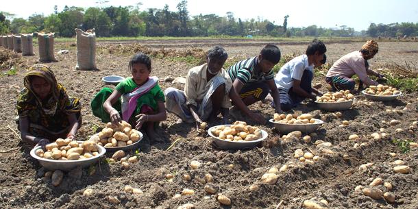 Kartoffelernte Bangladesh