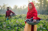 Bt-Bringal, Bt-Auberginen in Bangladesch