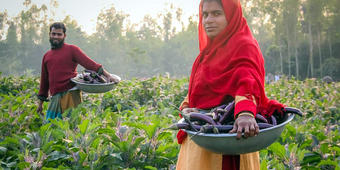 Bt-Bringal, Bt-Auberginen in Bangladesch Bt-Bringal, Bt-Auberginen in Bangladesch