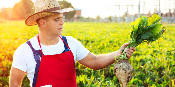 Farmer mit Zuckerrübe Farmer mit Zuckerrübe
