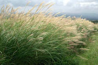Miscanthus sinensis Miscanthus sinensis