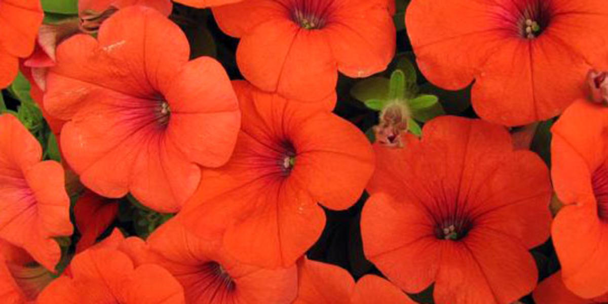 Die neue Farbe der Petunien: Schön, aber nicht erlaubt - Aktuell