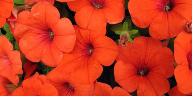Petunien orange Petunien orange