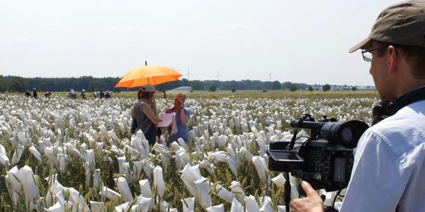 Video Roggenzüchtung Video Roggenzüchtung