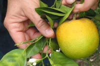Citrus Greening Citrus Greening