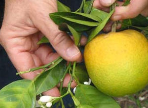 Citrus Greening