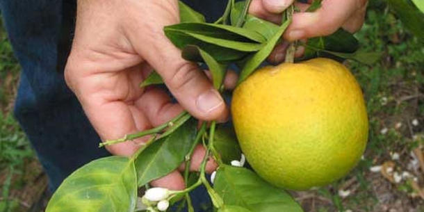 Citrus Greening Citrus Greening