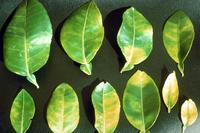 Citrus Greening Blätter