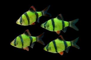 Glofish electric green Barben