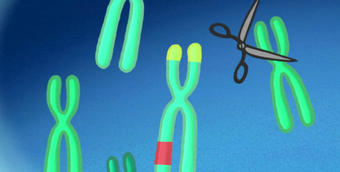 CRISPR, Genschere CRISPR, Genschere