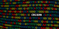 CRISPR DNA