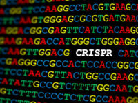 CRISPR DNA