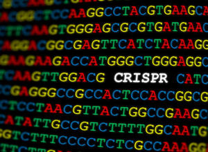 CRISPR DNA