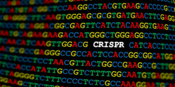 CRISPR DNA CRISPR DNA