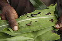 Herbst-Heerwurm Afrika