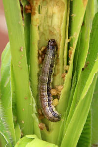 Herbst-Heerwurm an Mais Herbst-Heerwurm an Mais