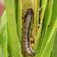 Herbst-Heerwurm an Mais Herbst-Heerwurm an Mais
