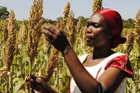 Sorghum Tansania