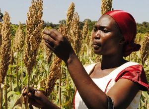 Sorghum Tansania