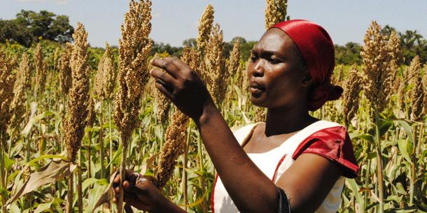 Sorghum Tansania