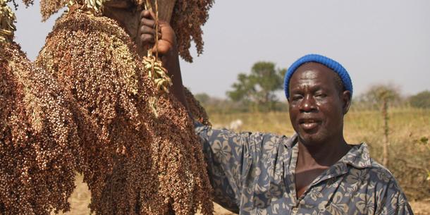 Sorghum Afrika Sorghum Afrika
