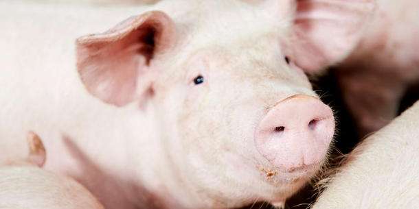 Schwein Schwein